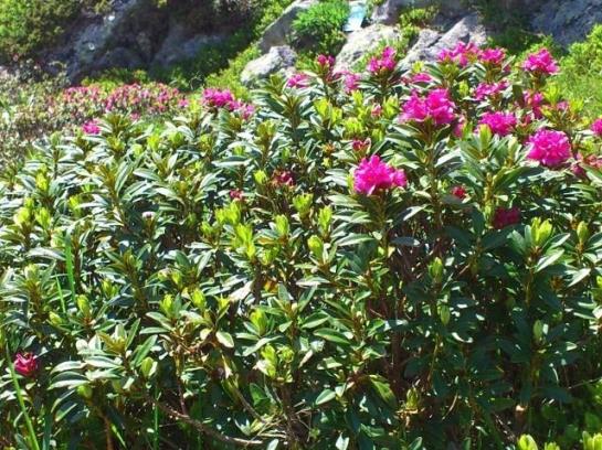 فندق Haus Markus