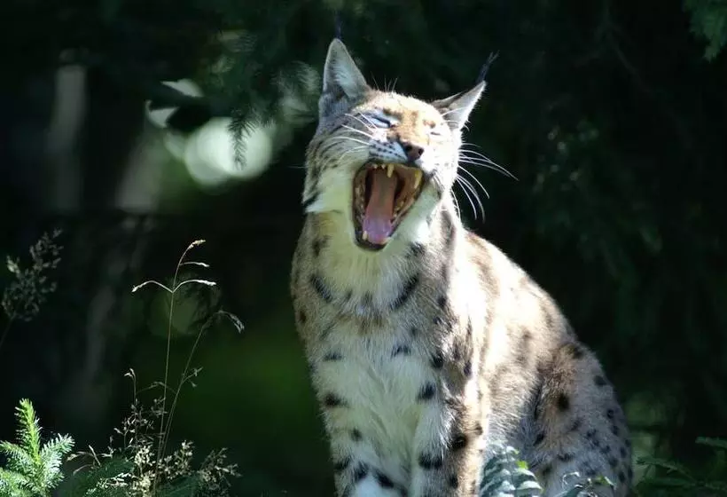 Пансион Gasthaus Zum Kellermann