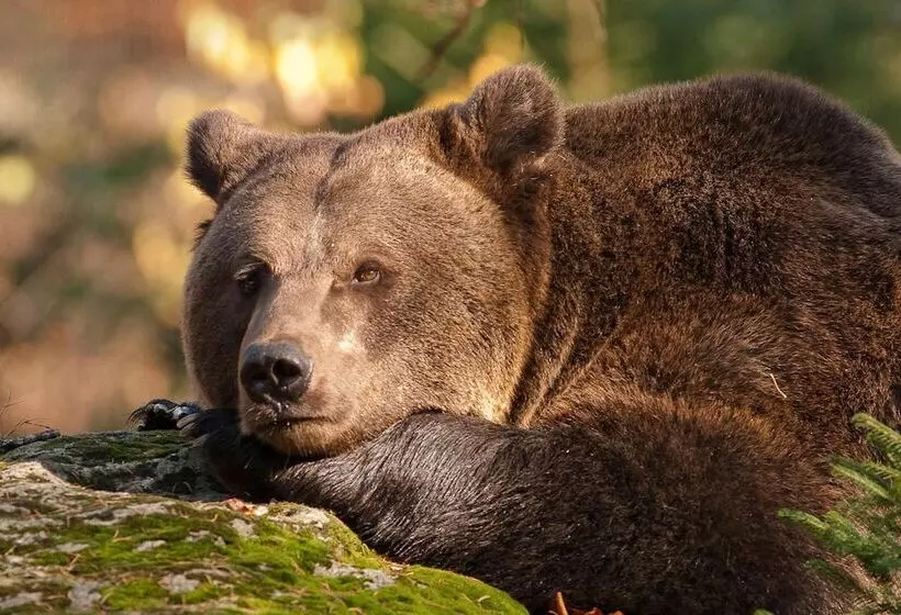 Пансион Gasthaus Zum Kellermann