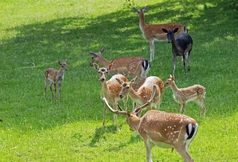 Waldhotel Felsenkeller