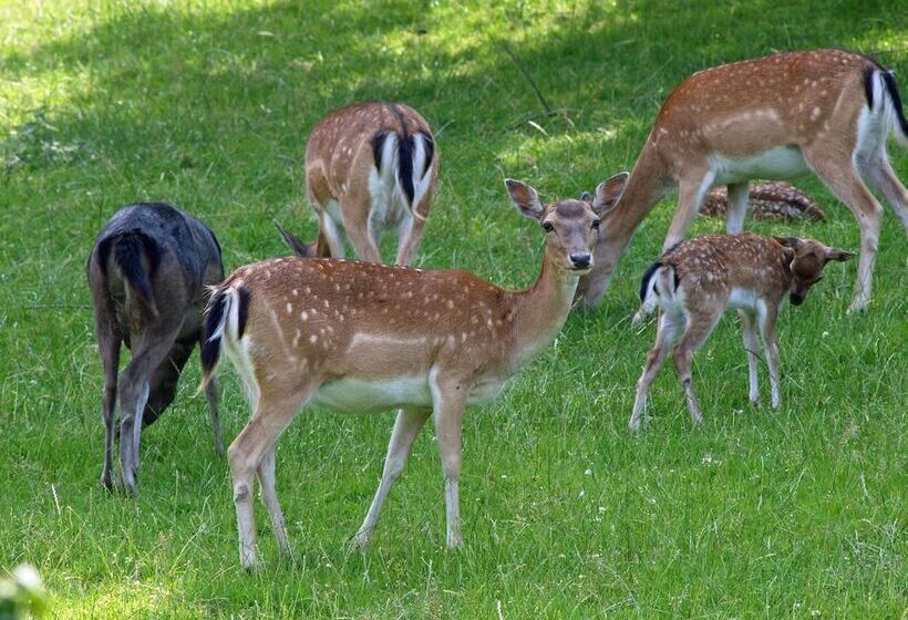 Waldhotel Felsenkeller