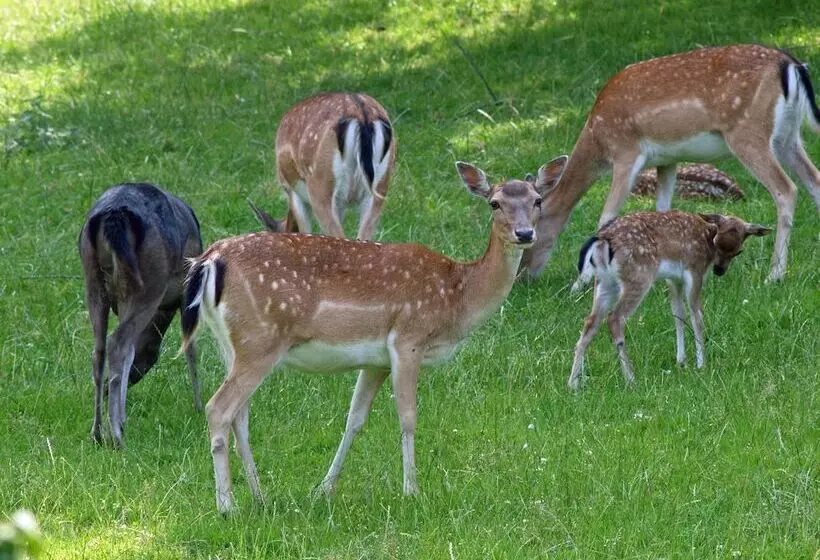 Waldhotel Felsenkeller