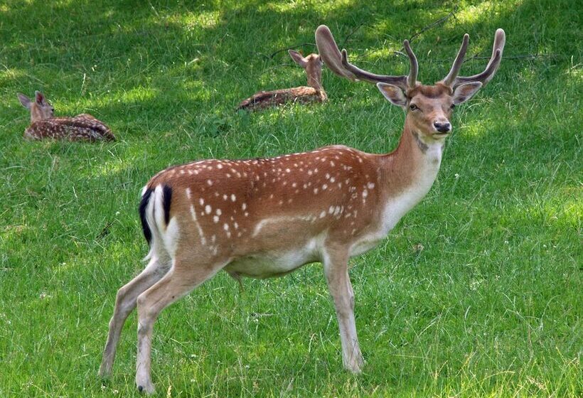 Waldhotel Felsenkeller