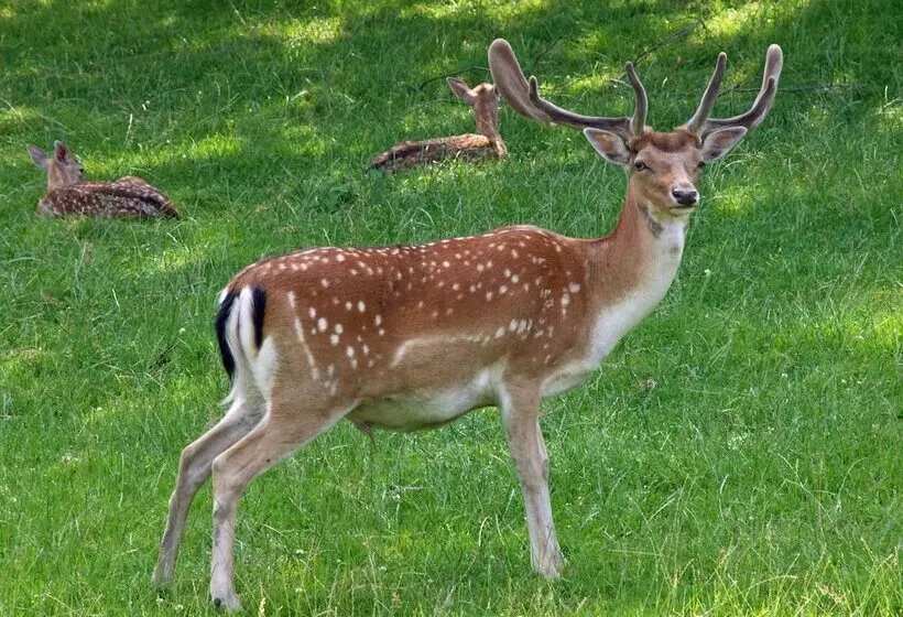Waldhotel Felsenkeller