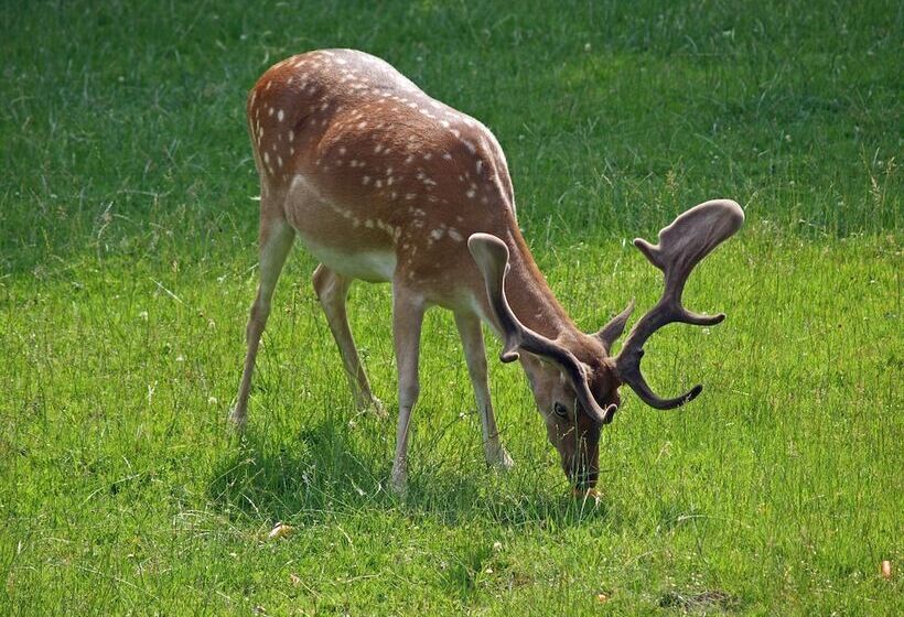 Waldhotel Felsenkeller
