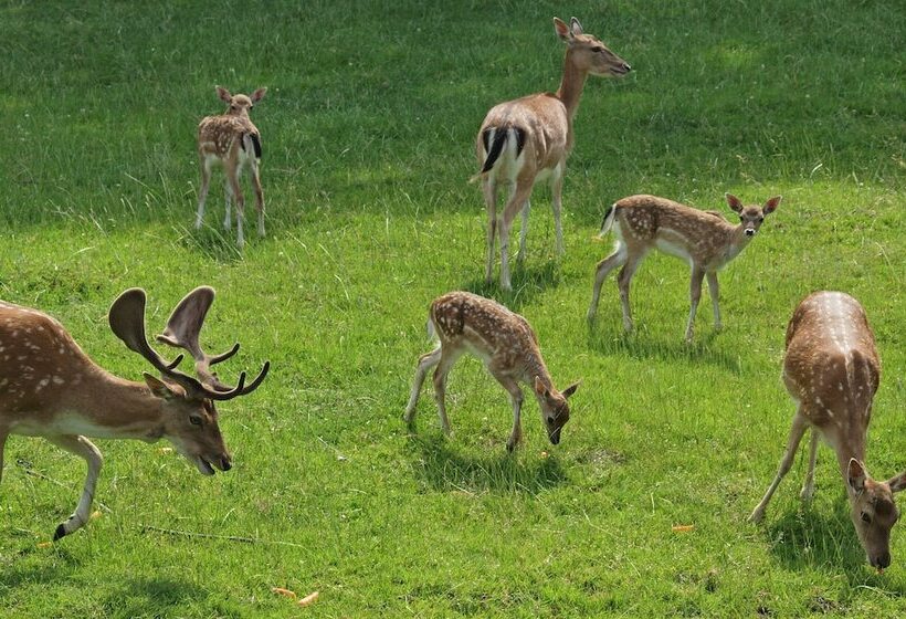 Waldhotel Felsenkeller