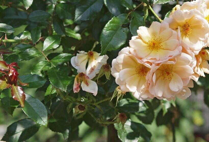 Waldhotel Felsenkeller