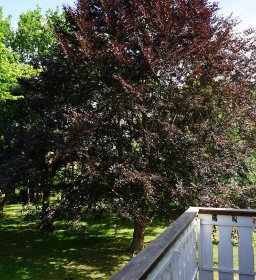 酒店 Niedersachsen Hof