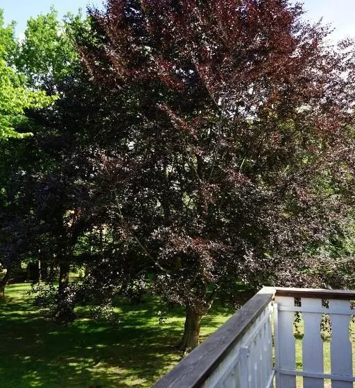 فندق Niedersachsen Hof