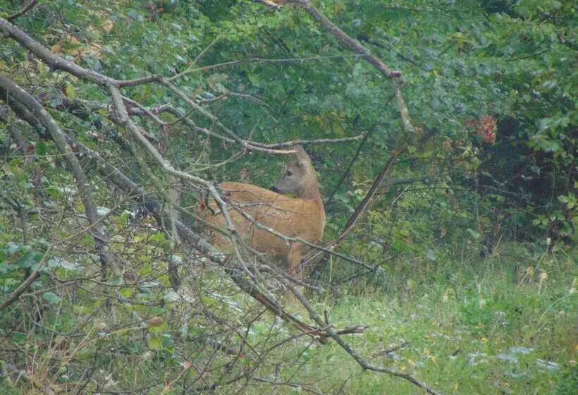 ホテル Restaurant Molitor