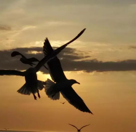 فندق Schwarzer Adler Jever