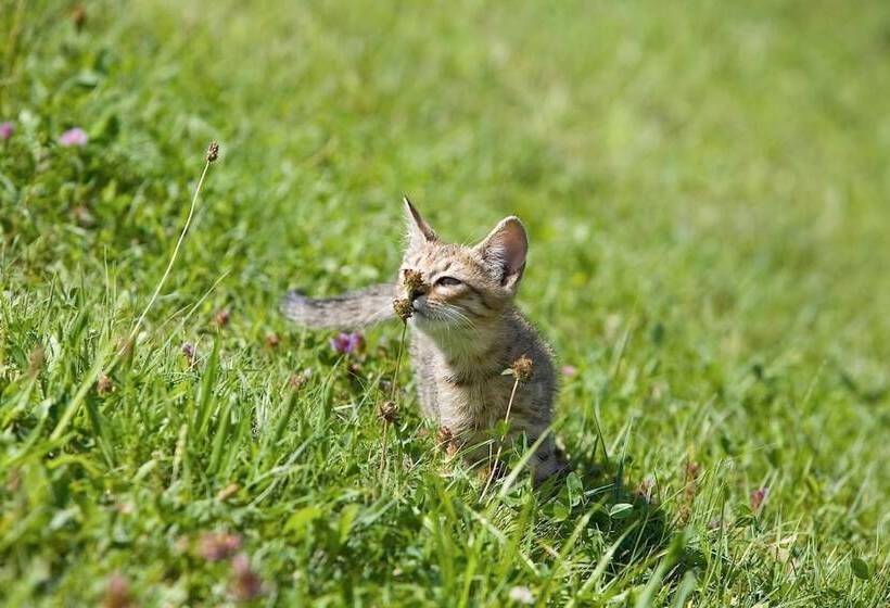 ペンション Winzerhof Strablegg