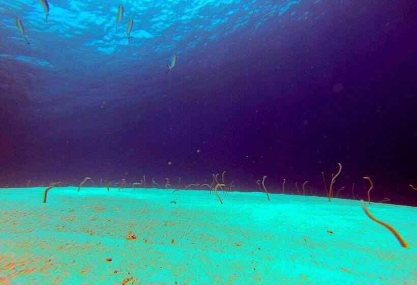 هتل El Primo Dahab