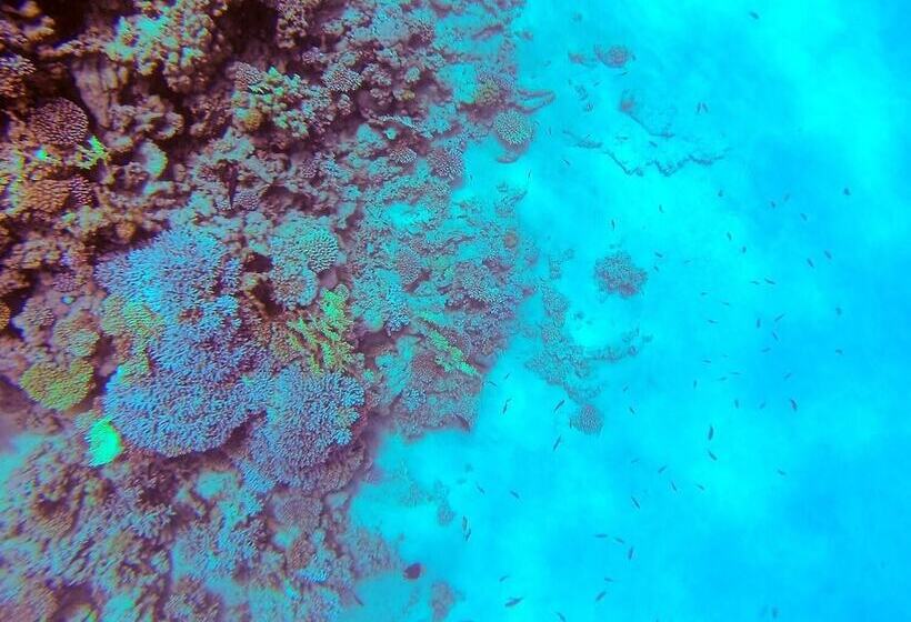 هتل El Primo Dahab