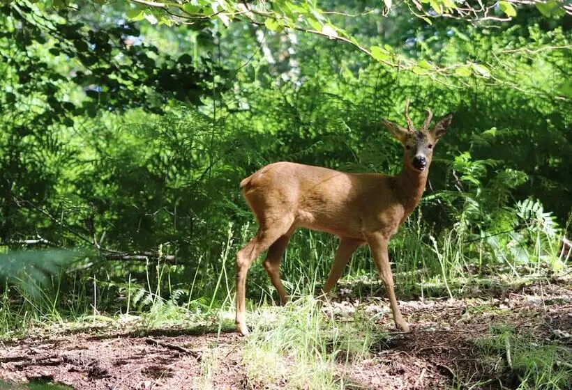 Pheasant Lodge At Chapel Lodges
