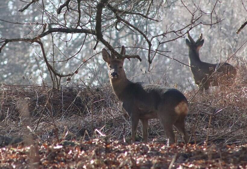 Pheasant Lodge At Chapel Lodges