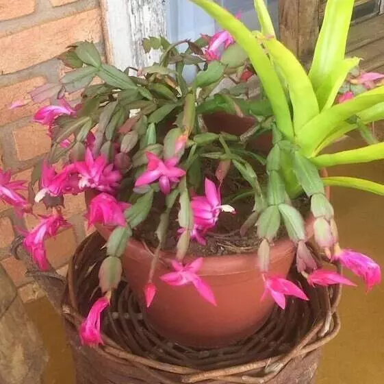 ホテル Pousada Quinta Do Barão