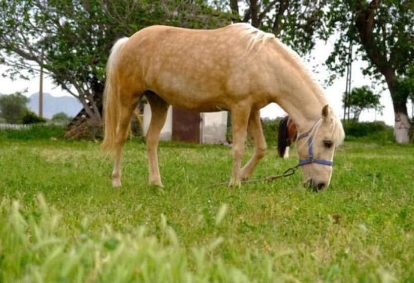 צימר Sural Ciftligi