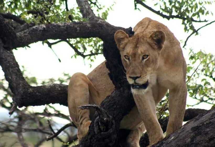 فندق Rhino River Lodge