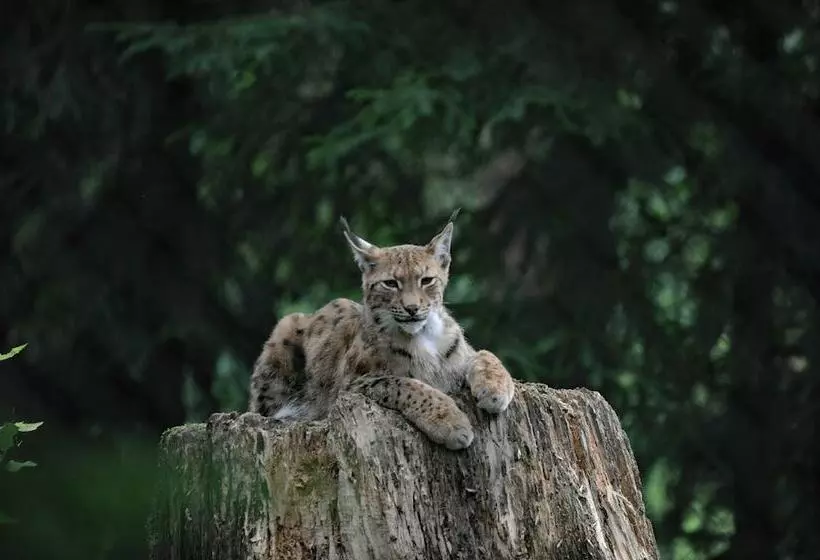 ペンション Bayerische Gastwirtschaft Dimpfl Stadl