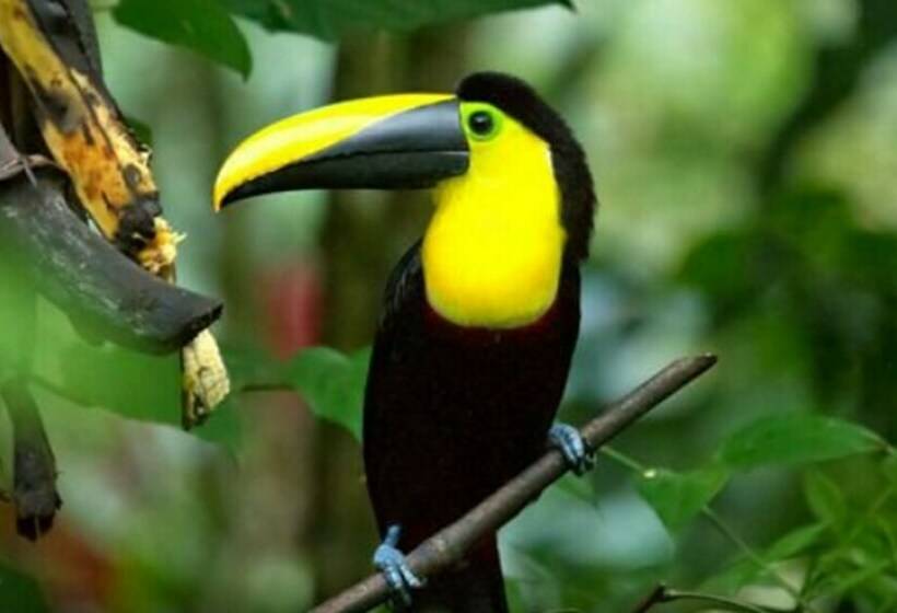 פנסיון Sloth House