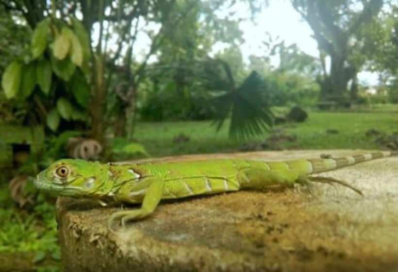 פנסיון Sloth House