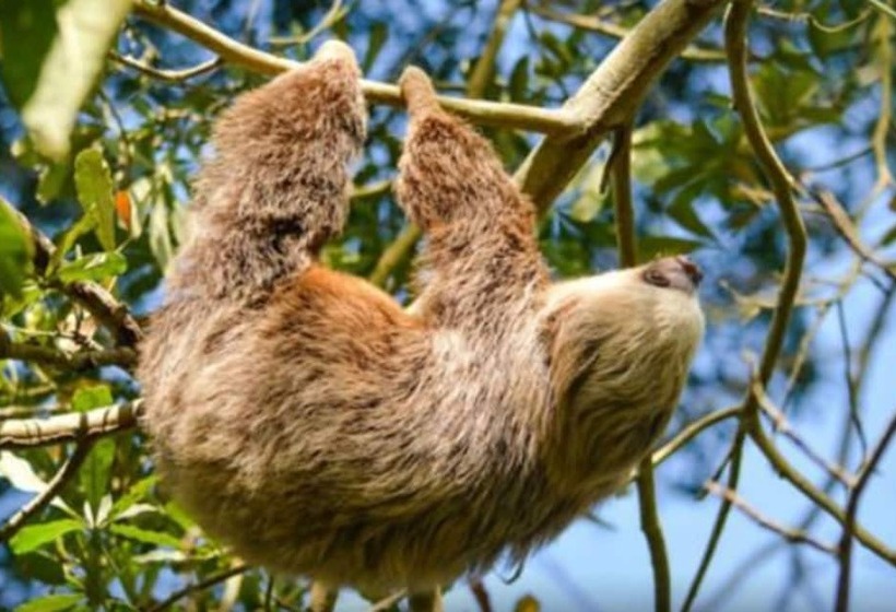 פנסיון Sloth House