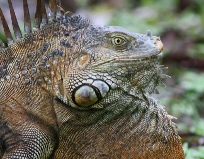 פנסיון Sloth House