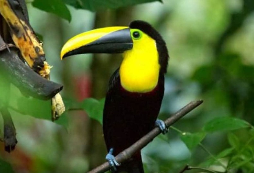 פנסיון Sloth House