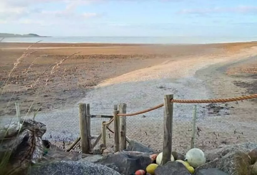Oyster Catcher