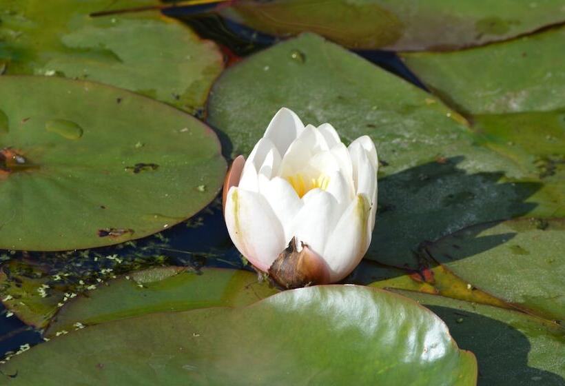 Bed and Breakfast Cotenham Barn