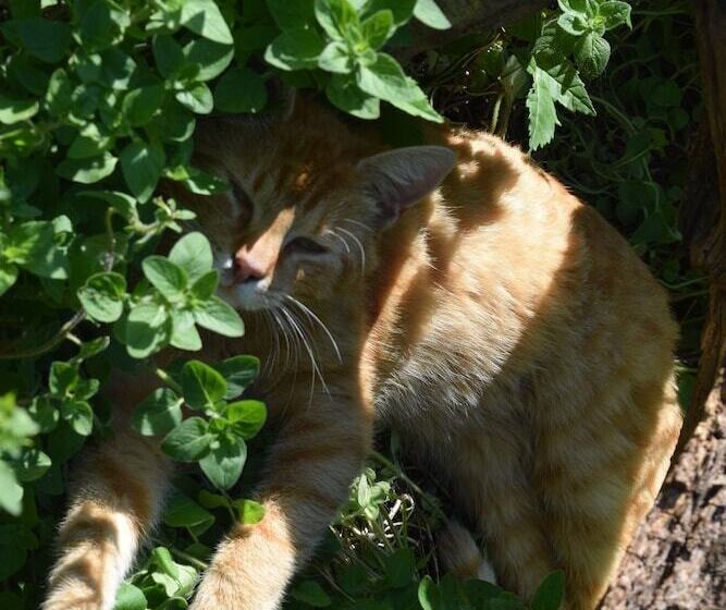 بنسيون Ferienhof Bohg