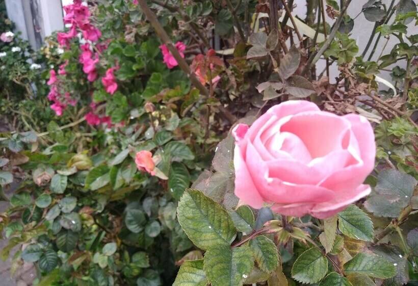 膳宿费 Union Wasi 238