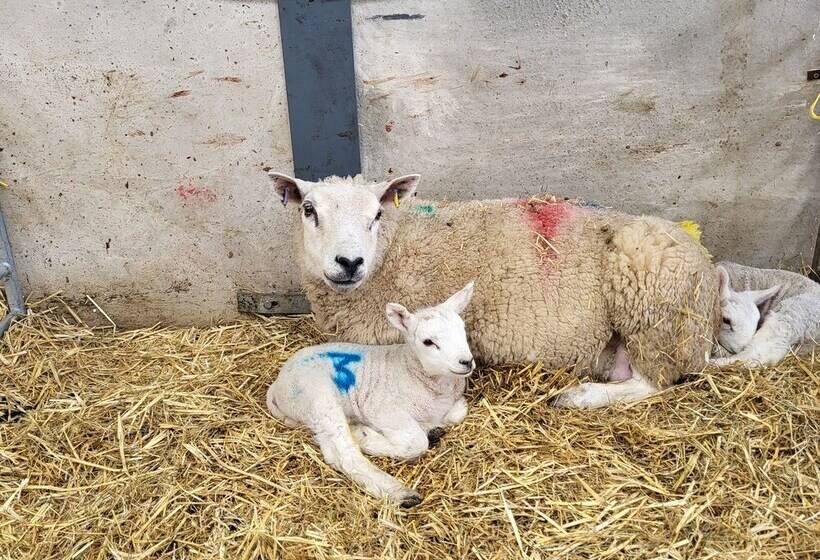High Kiln Bank Cottage