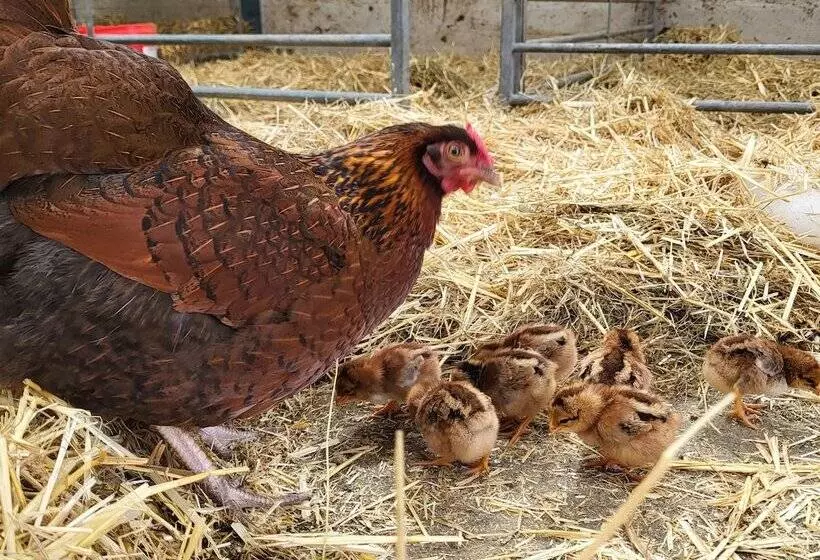 High Kiln Bank Cottage