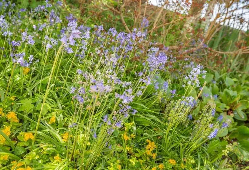 The Old School Cottage