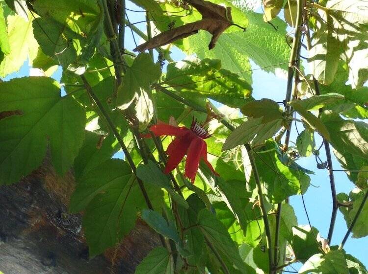 Hostal Surfing Donkey At The Lake Hostel