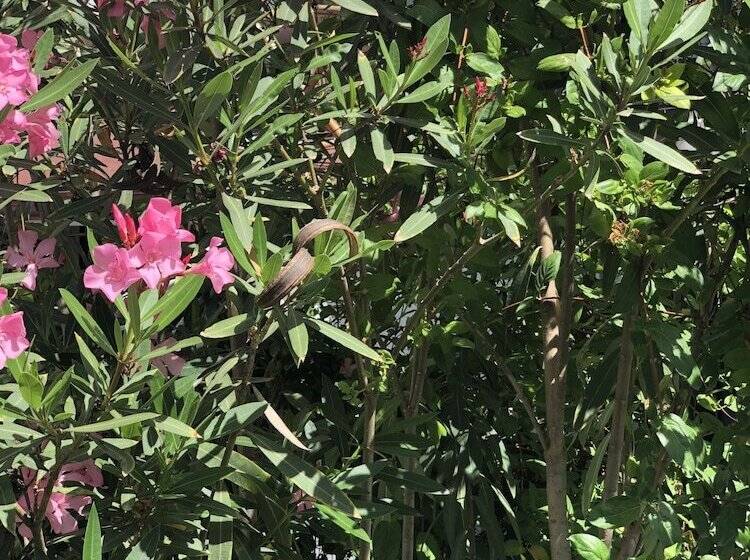 בית מלון כפרי Kiraz Cicegi Butik Akyaka