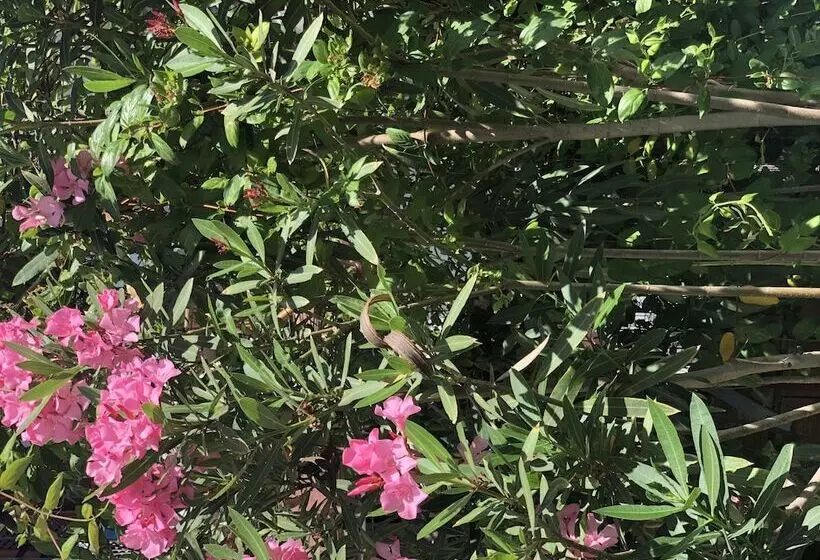 Hotelli Kiraz Cicegi Butik Akyaka