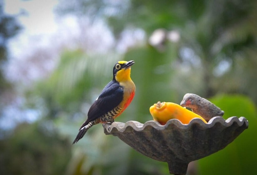 酒店 Mystica Eco Chalés E Pousada