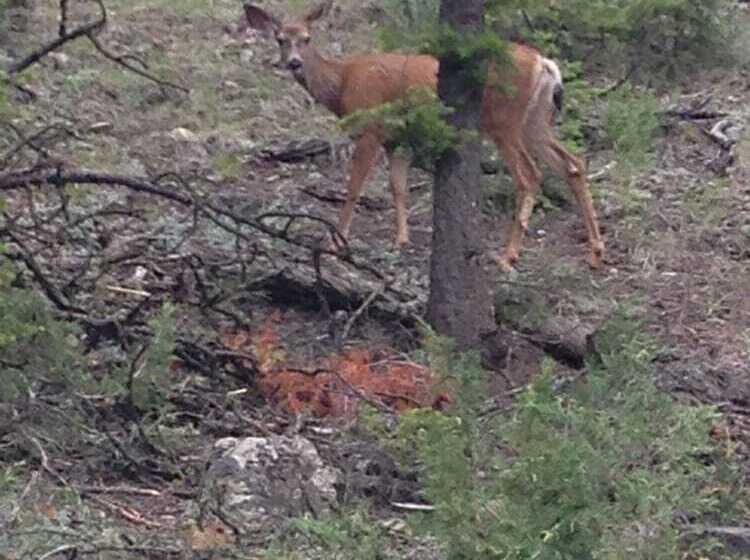فندق ريفى Yd Guest Ranch