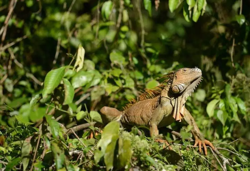 ホテル Tortuguero Jungle