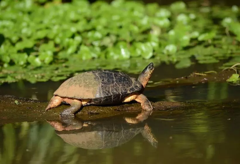 ホテル Tortuguero Jungle