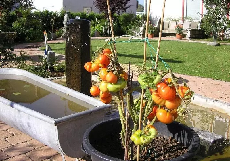 Arthotel Ana Panorama