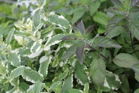 בית מלון כפרי Garni Milseburg