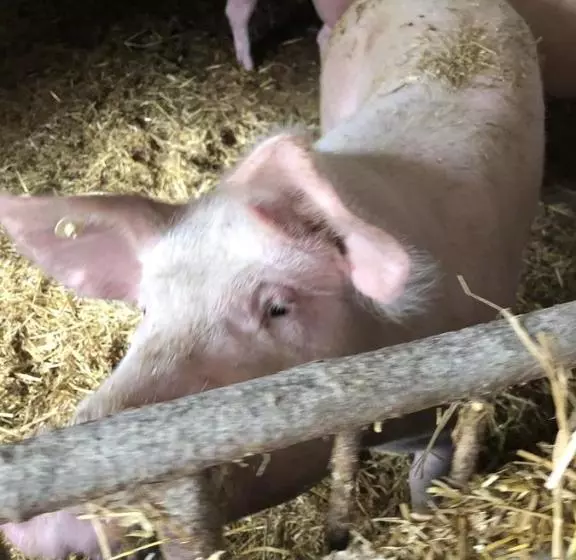 هتل Restaurant Zum Schwanen