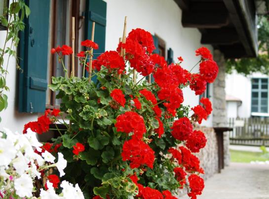 Hotel Föhrenhof Garni