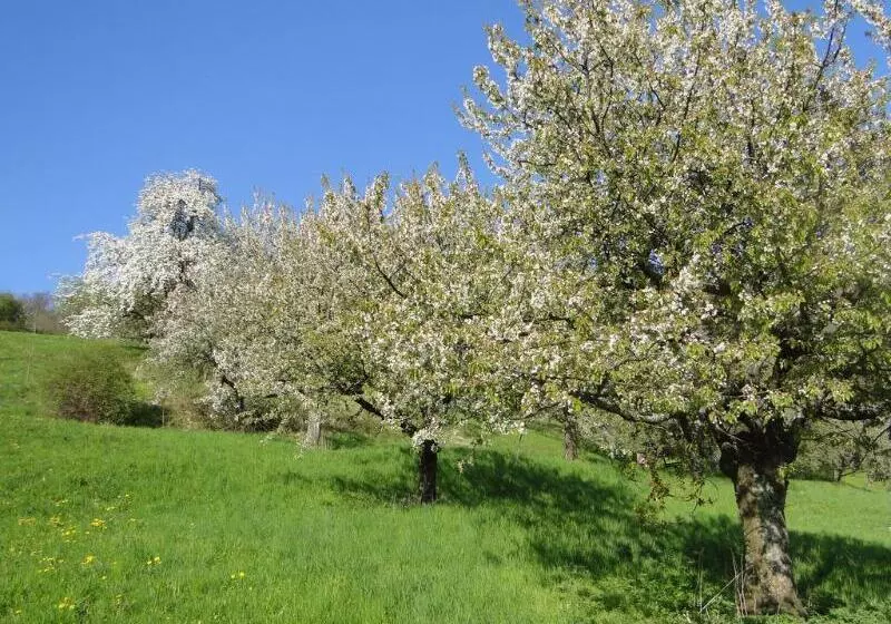 فندق Graf Eberhard