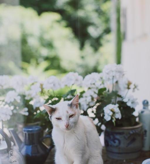 酒店 Gruppenhaus Dreimäderlhaus