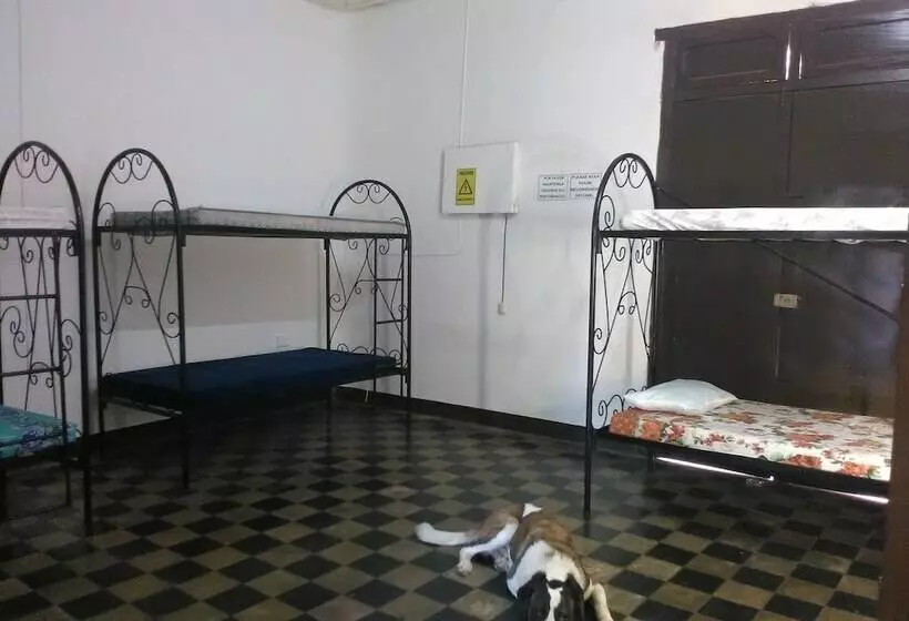 ホテル The Sleeping Dog Hostel